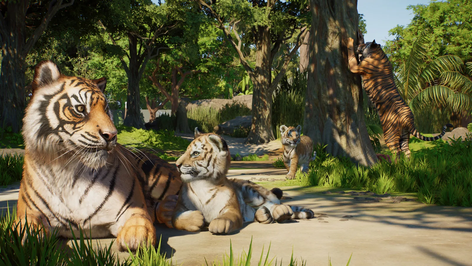 A Sumatran tiger rests with cubs while another tiger stretches against a tree in Planet Zoo 2.